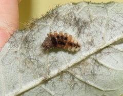 Tumicla sagenaria