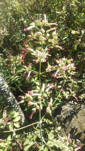 Kalanchoe rubella (Baker) Raym.-Hamet