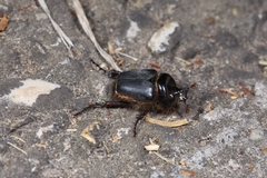 Pachypus candidae