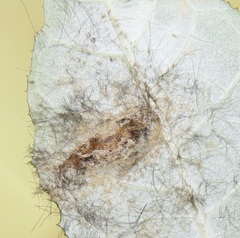 Tumicla sagenaria