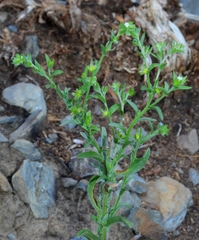 Lappula occidentalis occidentalis