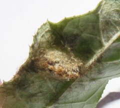 Tumicla sagenaria