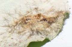 Tumicla sagenaria