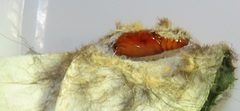 Tumicla sagenaria