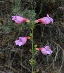 Penstemon floridus floridus