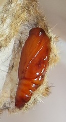 Tumicla sagenaria