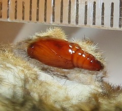 Tumicla sagenaria