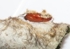 Tumicla sagenaria