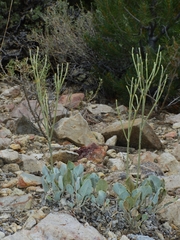 Eriogonum rupinum