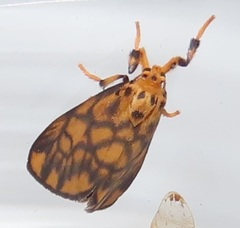 Tumicla sagenaria