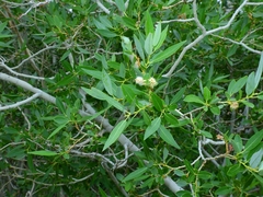 Salix lutea