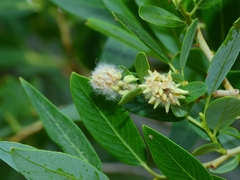Salix lutea