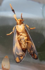 Tumicla sagenaria