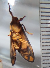 Tumicla sagenaria