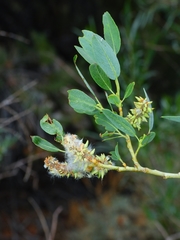 Salix lutea