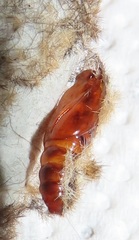 Tumicla sagenaria