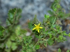Ivesia saxosa
