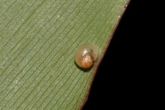 Elasmias wakefieldiae