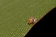 Elasmias wakefieldiae