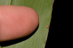 Elasmias wakefieldiae