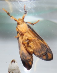 Tumicla sagenaria