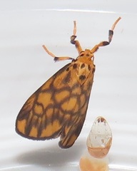 Tumicla sagenaria