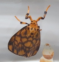 Tumicla sagenaria