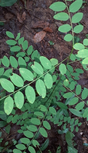 Image of Indigofera tinctoria by (c) OnePlanet, some rights reserved (CC BY)