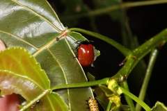 Chrysomelidae