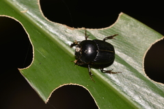 Onthophagus neostenocerus