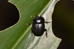Onthophagus neostenocerus