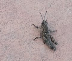 Eumigus cucullatus cucullatus