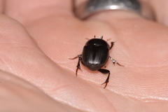 Onthophagus neostenocerus