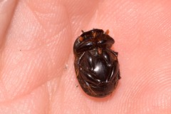 Onthophagus neostenocerus