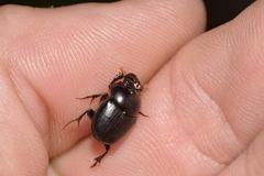 Onthophagus neostenocerus