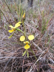 Diuris luteola