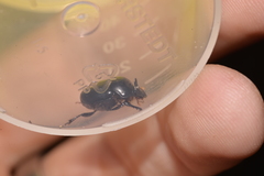 Onthophagus neostenocerus