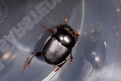 Onthophagus neostenocerus