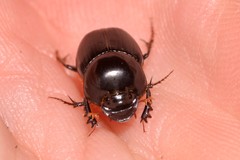 Onthophagus neostenocerus