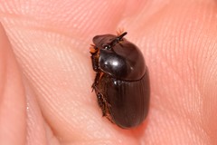 Onthophagus neostenocerus