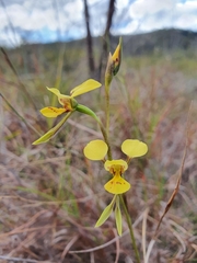 Diuris luteola