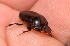 Onthophagus neostenocerus