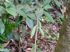 Eulophia zollingeri