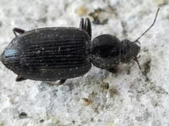 Agonum punctiforme