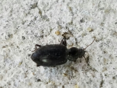 Agonum punctiforme