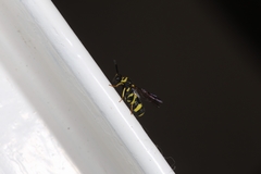 Leucospidae