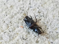 Agonum punctiforme
