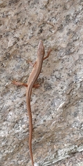Takydromus stejnegeri