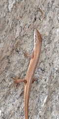 Takydromus stejnegeri