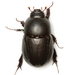 Escarabajo del Humus - Photo (c) Mike Quinn, Austin, TX, algunos derechos reservados (CC BY-NC), subido por Mike Quinn, Austin, TX